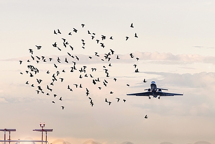 Ein bewölkter Himmel an dem gerade ein Flugzeug aufsteigt. Neben diesem Flugzeug ist ein Schwarm voller Vögel zu sehen.